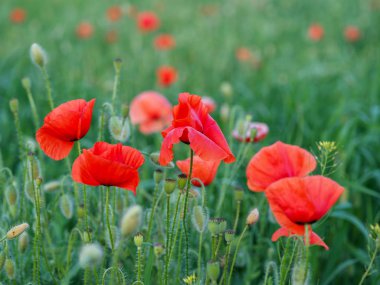 tahıl alanda kırmızı gelincik closeup