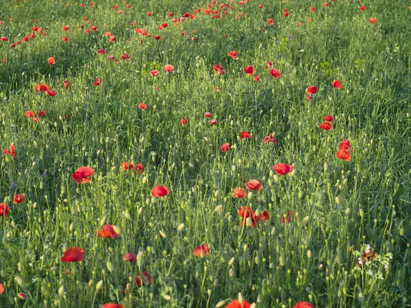 Nahaufnahme von rotem Mohn auf Getreidefeld — Stockfoto