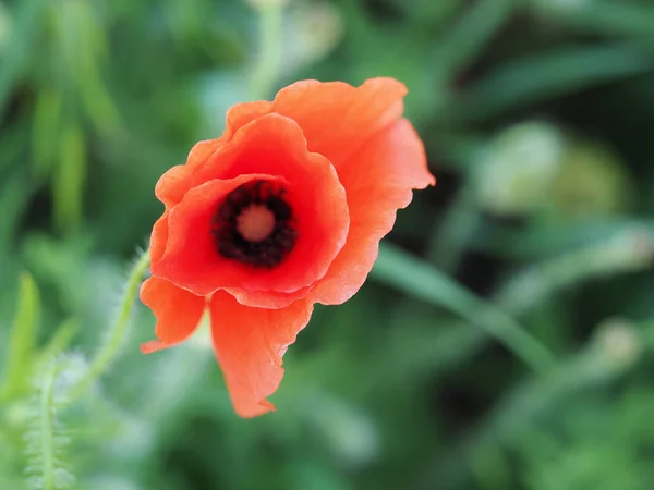 Cultivo de flor de amapola roja silvestre en el campo — Foto de Stock