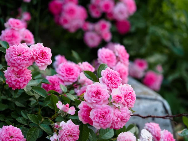 Red rose Bush garden decoration — Zdjęcie stockowe