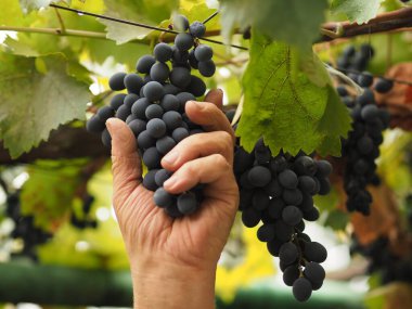 Toplamaya hazır oldukları mavi üzümlere uzanırlar..