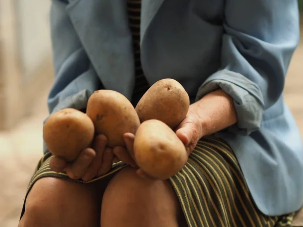 Una Anciana Sostiene Una Agro Patata Sus Manos —  Fotos de Stock