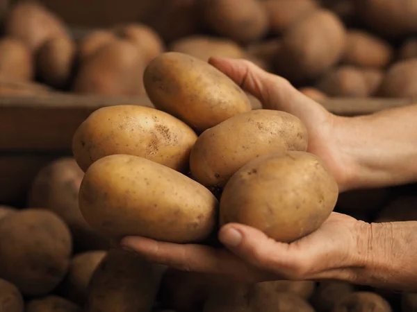 Man Holding Environmentally Friendly Crop Agro Potatoes Selective Focus — Stock Photo, Image