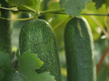 Taze salatalık bir çalılıkta yetişen çevre dostu bir meyvedir.