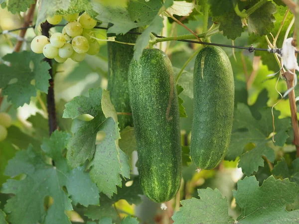 Fresh Cucumber Environmentally Friendly Fruit Growing Bush — Stock Photo, Image