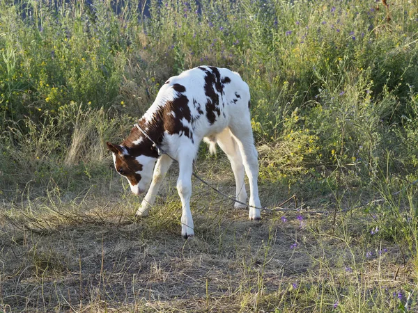 Camminare Con Giovane Vitello Pascolo — Foto Stock