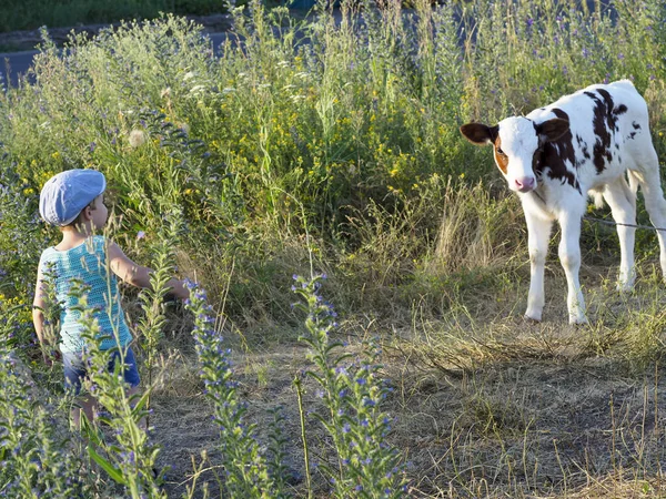 Communication of the child with animal on the pasture