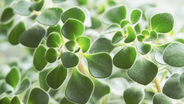 Yeşil bir bitkinin yapraklarının makro yakın çekimi