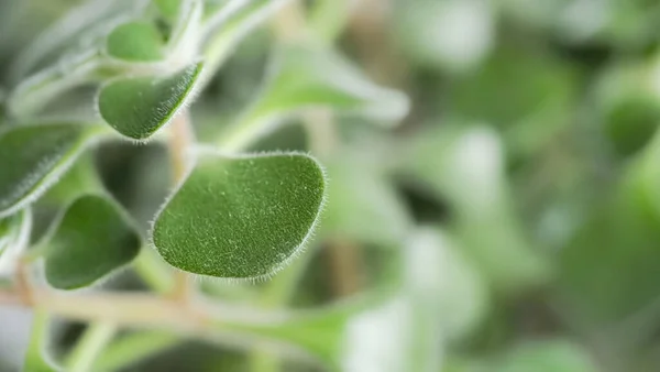 Macro Gros Plan Des Feuilles Une Plante Verte — Photo