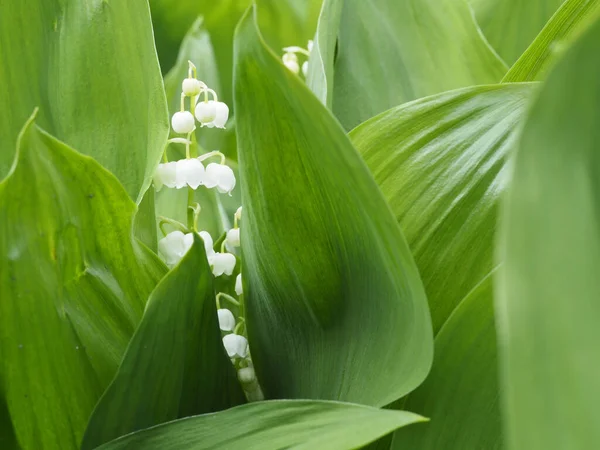 Kwitnąca Lily Doliny Wiosennym Ogrodzie — Zdjęcie stockowe