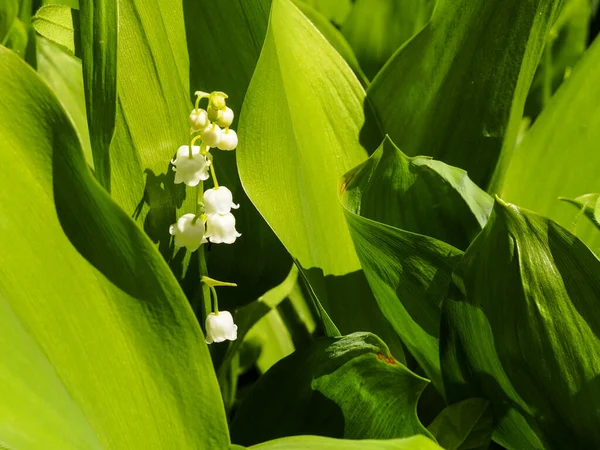 Lys Fleurs Vallée Dans Jardin Printemps — Photo