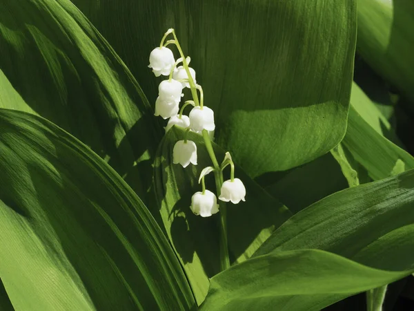 Lys Fleurs Vallée Dans Jardin Printemps — Photo