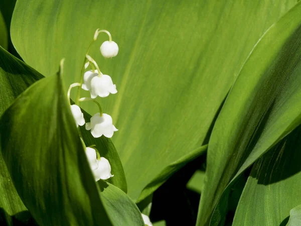 Kwitnąca Lily Doliny Wiosennym Ogrodzie — Zdjęcie stockowe