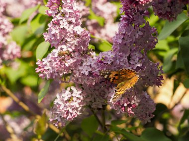 Çiçekli ağaç leylakları ve kelebekler güneşli havada böceklerdir.