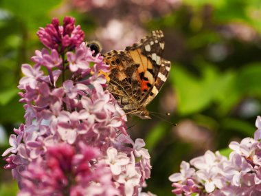 Çiçekli ağaç leylakları ve kelebekler güneşli havada böceklerdir.