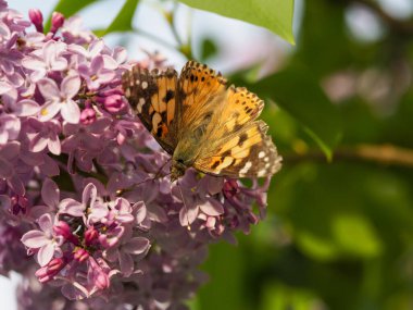 Çiçekli ağaç leylakları ve kelebekler güneşli havada böceklerdir.