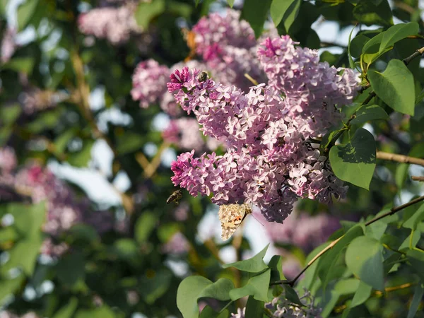 晴れた日にツリーライラックや蝶の昆虫を開花 — ストック写真