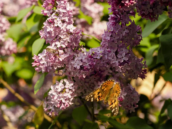晴れた日にツリーライラックや蝶の昆虫を開花 — ストック写真