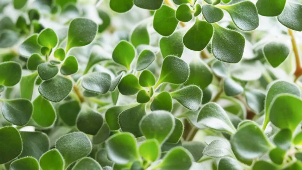 Macro Gros Plan Des Feuilles Une Plante Verte — Photo