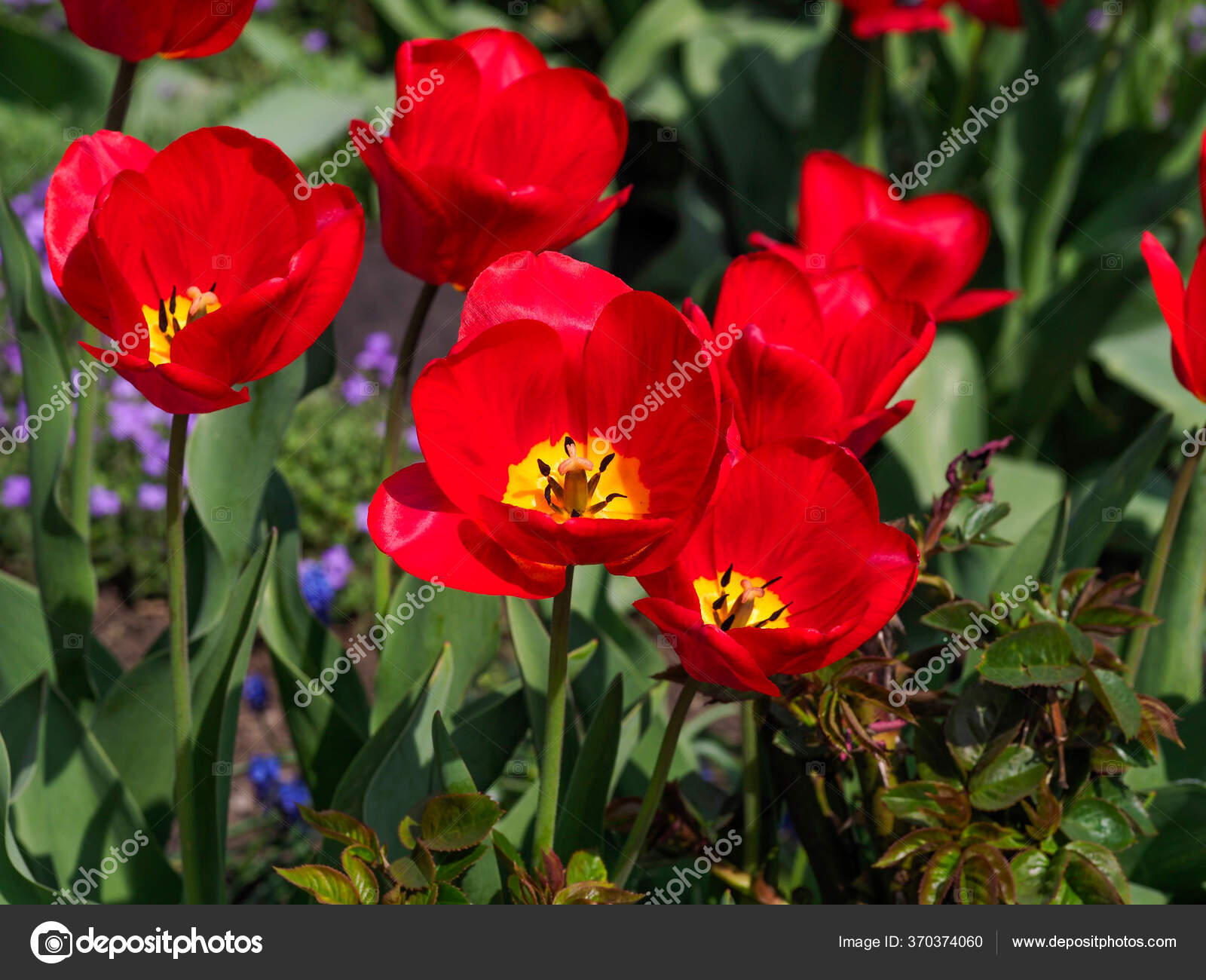 明るいチューリップの花の花壇 ストック写真 C Jekin013 明るいチューリップの花の花壇 ストック写真 C Jekin013