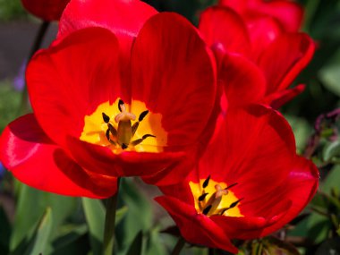 Parlak lale çiçekli çiçek yatakları.