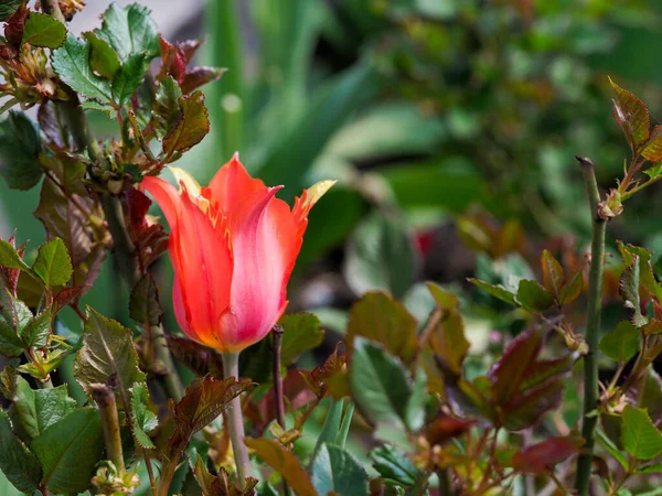 Kwiaty Jasnych Kwiatów Tulipan — Zdjęcie stockowe