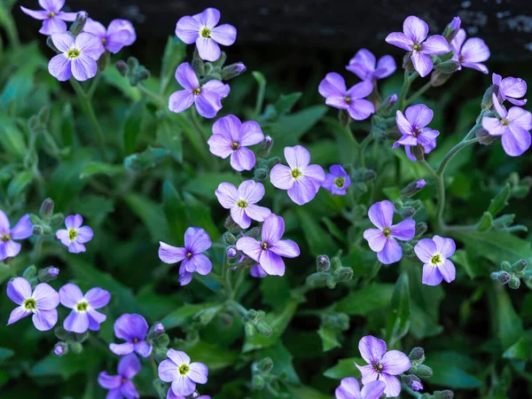 Vårblomster Blomstrer Solskinnsdag – stockfoto