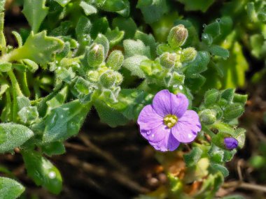 Bahar çiçekleri güneşli bir günde açar.