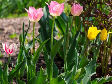 Parlak lale çiçekli çiçek yatakları.
