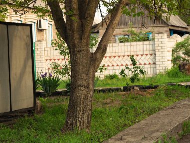 Ağacın kabuğunda bir göz şekli. Doku arkaplanı