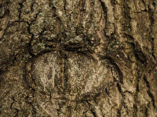 Forma Olho Casca Uma Árvore Textura Fundo — Fotografia de Stock