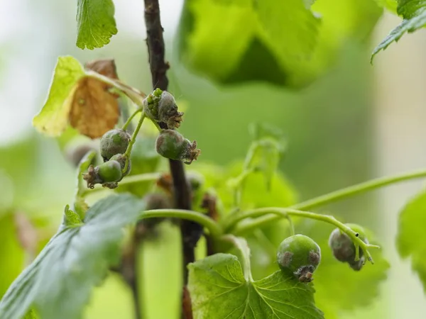 Currant Berries Leaves Strongly Affected Powdery Mildew Gray Rot Summer — Stock Photo, Image