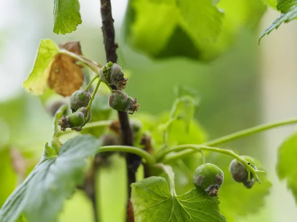Currant berries leaves are strongly affected by powdery mildew and gray rot in the Summer garden — Stock Image Currant Berries Leaves Strongly Affected Powdery Mildew Gray Rot Summer Royalty Free Stock Images