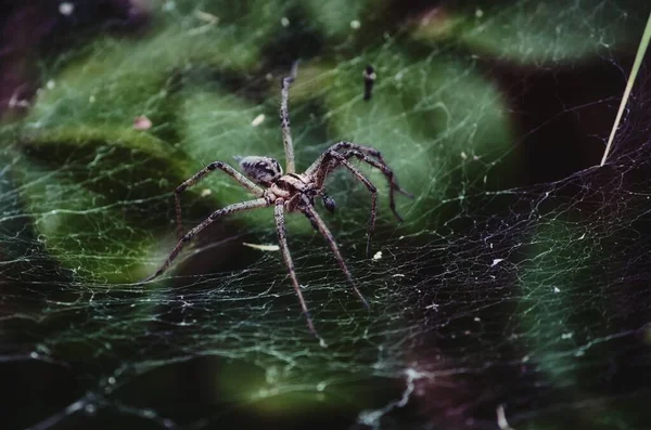 Große Gruselige Spinne Kriecht Auf Einem Seidennetz — Stockfoto