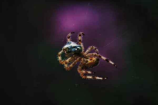 Eine Große Haarige Spinne Mit Einer Fliege Zum Mittagessen Die — Stockfoto