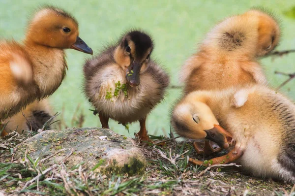 Group Baby Ducklings Shore Lake Forest Cleaning Themselves — Stock Photo, Image