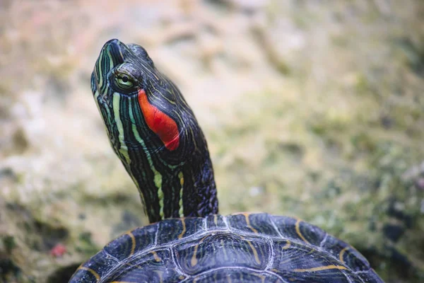 Zbliżenie Głowy Czerwonookiego Żółwia Suwakowego — Zdjęcie stockowe