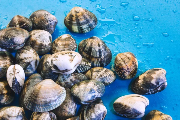 閉じられた新鮮な生のアサリと青い湿った背景のヒープ — ストック写真