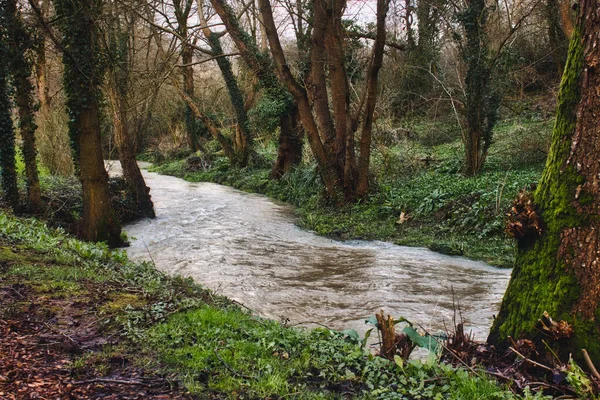 一条在冬天穿过森林的小河 — 图库照片
