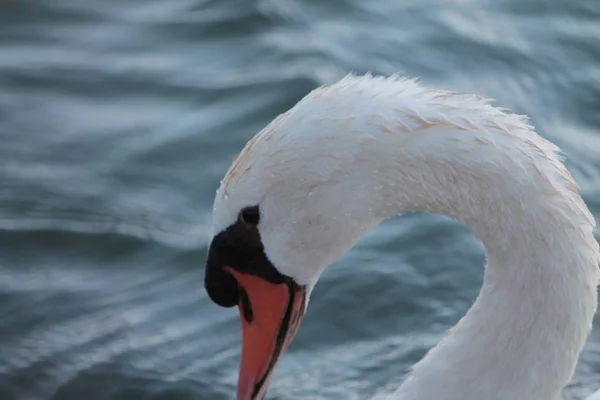 Un cygne timide — Photo