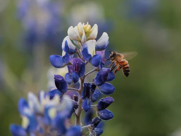 Biene landet auf Bluebonnet lizenzfreie Stockbilder