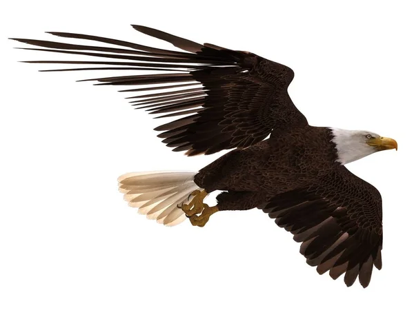 Bald eagle flying isolated on white 3d illustration