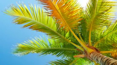 Yavaş yavaş rüzgarda sallanan palmiye