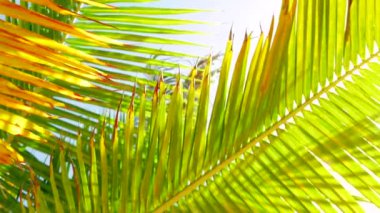 Rüzgarda sallanan palmiye yaprakları