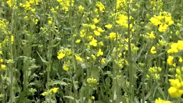 Rapeseed field in may. Raw materials for biodiesel. — Stock Video