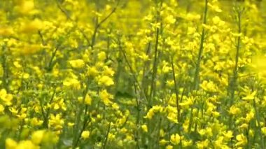 Kolza tohumu sarı çiçekleri alan. Brassica napus, tecavüz, yağlı tohum tecavüz, rapa.