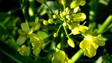 Çiçek açan kanola yakın çekim. Alan bahar zaman yağlı tohum tecavüz .
