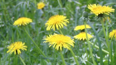 Dandelions alan. Sarı çiçek.