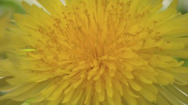 Karahindiba izole. İzole sarı çiçek.