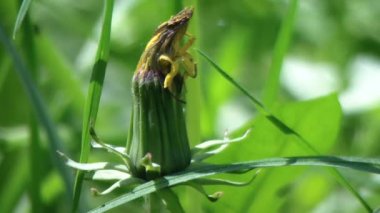 Karahindiba yeşil çim alanının içinde. Karahindiba çayırda.